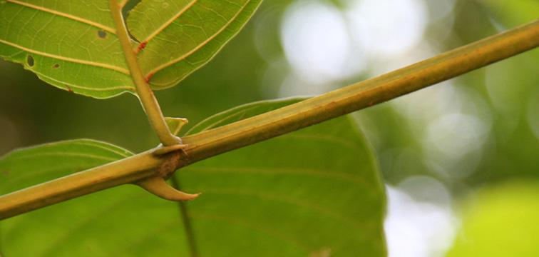 Cat’s Claw and Brain Performance