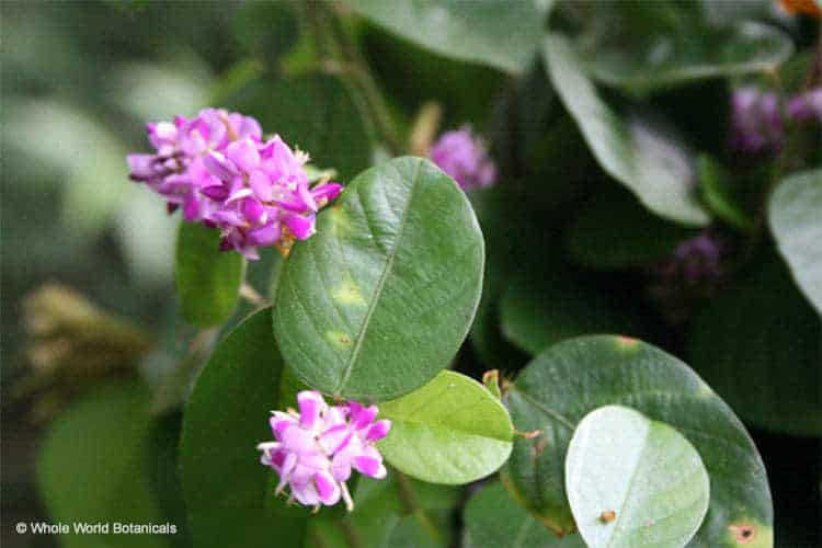 Desmodium Adscendens: The Plant That Helps Us Breathe Better