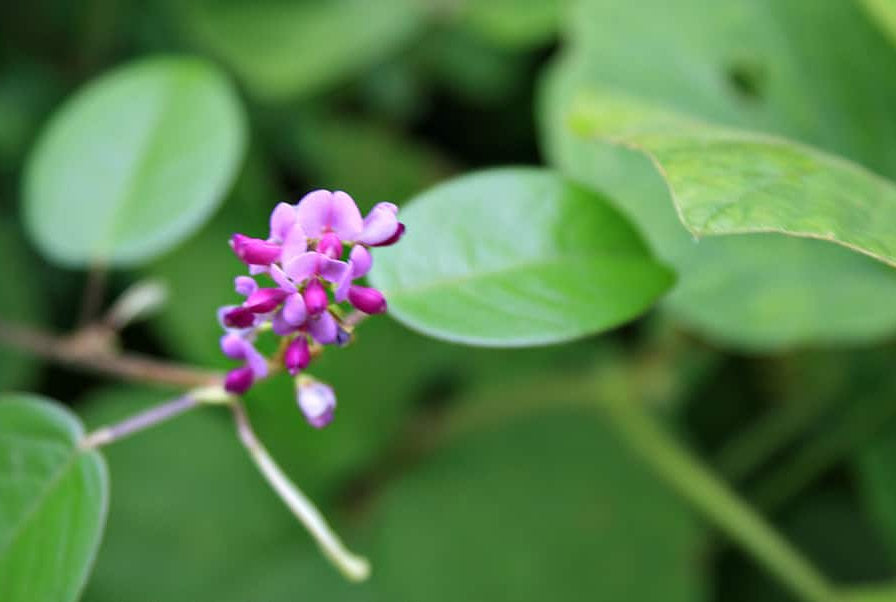 Royal Desmodium™ - Whole World Botanicals