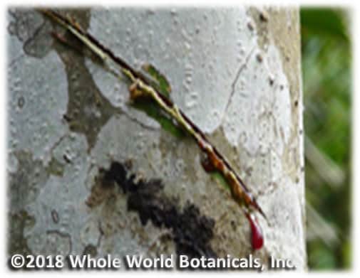 Royal Dragon S Blood Liquid Extract Whole World Botanicals