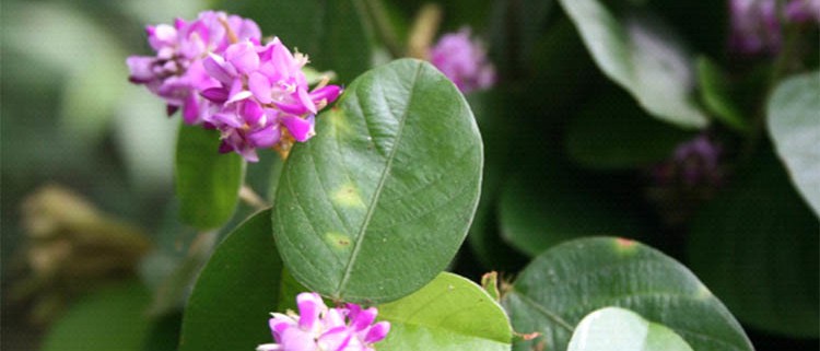 Desmodium: Nutritional Support for the Lungs and Free and Easy Breathing Through Nasal Passages